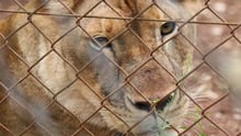 A Lion in captivity in an undisclosed location in Africa. Image credit: World Animal Protection