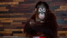 A young orangutan at Phuket Zoo, Thailand. He is used for tourist photographs and shows. Credit: Amy Jones / Moving Animals
