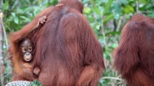 A female orangutan and her infant feeding at Nyaru Menteng Rescue and Rehabilitation Centre run by the Borneo Orangutan Survival Foundation (BOS).