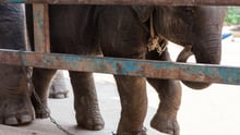 A young elephant Pictured pictured at a venue in Thailand where elephants are kept in captivity and used for tourist rides.