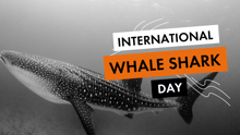 A whale shark in the wild, overlay text: International Whale Shark Day