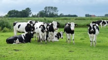 Holstein cows