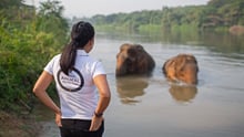 Elephants in water watched by World Animal Protection staff