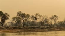 Fire damaged trees and landscape