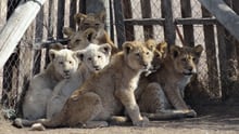 Cubs at a lion breeding farm in South Africa