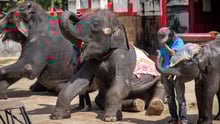 Skeletal baby elephant forced to perform at Phuket Zoo