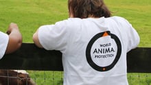 Staff volunteering at a farmed animal sanctuary, Moo to Ewe