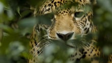 Jaguar Spirit Documentary banner image