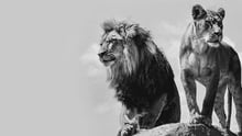 World Animal Protection Podcast image