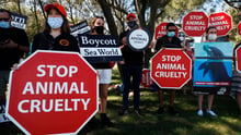 Peaceful protest at Sea World Australia