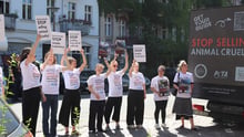 World Animal Protection staff in action, Berlin, Germany
