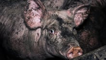 Pig farm, World Animal Protection / Tracks Investigations