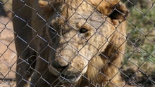 Commercially bred captive lion at poor quality facility
