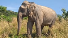 Elephant
