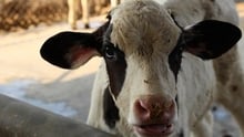 Calf in a cow farm, India