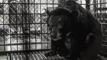 Bear caught in a bear bile farm