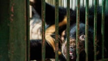 Bear rescued from bile industry