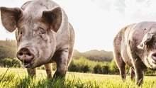 Pigs on a grass field, credit: GettyImages