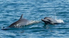 Golfo Dulce Whale Heritage Area in Costa Rica. Credit: Dave Hamilton
