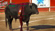 Cruelty of 'running with the bulls' exposed