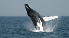 A humpback whale breaching off the coast of Massachusetts