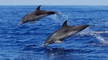 wild dolphins