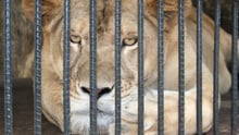 Emergency welfare assessment at Surabaya Zoo, Indonesia