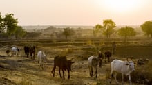 People in India deeply concerned about welfare of dairy animals 