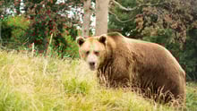 Cristi at the Libearty sanctuary