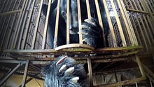 Chinese people ready to turn against bear bile 