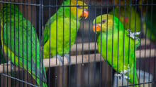 Caged birds for sale at the Denpasar Bird Market (Pasar Burung) in Bali