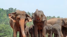 Asian elephants at Pinnawela orphanage in Sri Lanka.