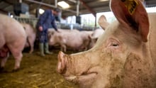 Mother pigs in group housing