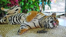 A tiger kept on a chain is used as a prop for photographs with tourists at an attraction in Bangkok, Thailand.