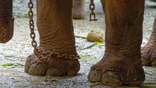 An elephant is chained up - World Animal Protection - Wildlife. Not entertainers
