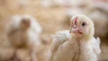 Tim Hortons and Burger King commit to improved chicken welfare