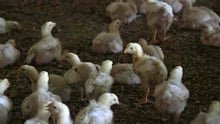 14 day old broiler (meat) chickens in a commercial indoor system.