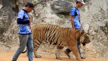 Tigers in Thailand
