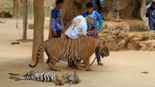 Tigers