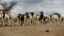 Livestock in Kajaido County, Kenya, where we've been assisting 80,000 animals suffering from an ongoing drought.
