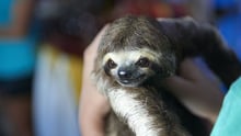 Sloth selfies: how we discovered the true impact 
