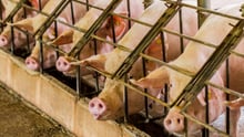 Pigs in cages on factory farm - Animals in farming - World Animal Protection