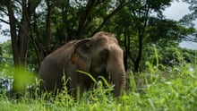 Elephant and mahouts at higher welfare venue