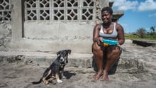 Dog injured following Cyclone Idai. World Aniaml Protection