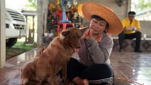 Dogs in Sisaket, Thailand