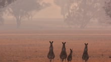Kangaroos in Australia bushfire