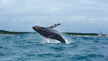 Algoa Bay i Sydafrika er udnævnt til Whale Heritage Site