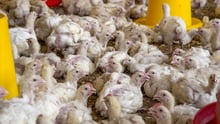 25 day old meat chickens in an indoor, deep-litter system typical of independent farms in East Africa