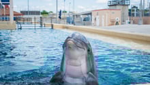 A dolphin in captivity - Wildlife. Not entertainers - World Animal Protection