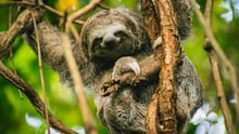 a_sloth_is_released_back_into_the_wild_from_a_sanctuary_in_colombia_-_wildlife._not_entertainers_-_world_animal_protection